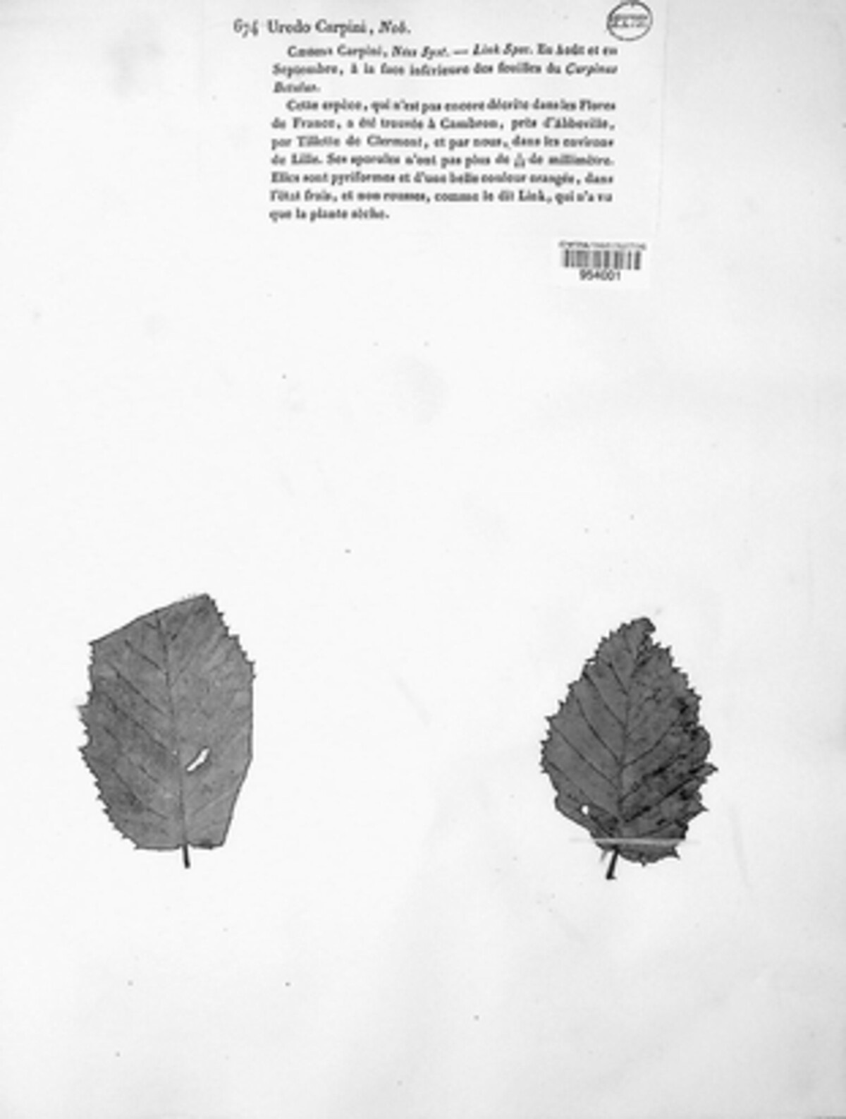 Uredo carpini image